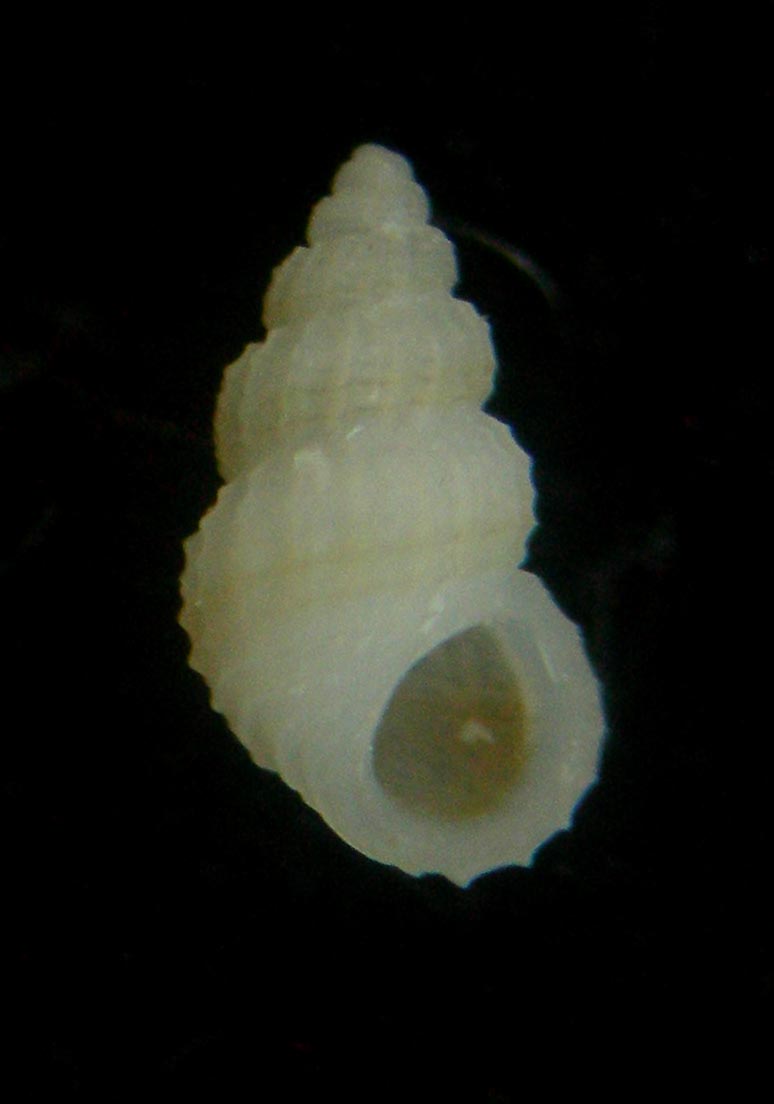 Alvania testae